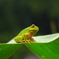カエル3
