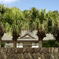 青島神社