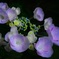山紫陽花