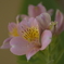 真夏の花