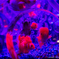 東京アートアクアリウム#078