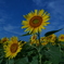 夏だ