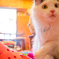 猫カフェ
