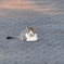 野良猫016