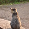 野良猫017