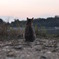 野良猫019