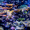 colorful fish