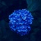 裏の紫陽花