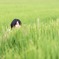 田舎っ子、田舎に帰る
