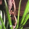 爬虫類展さん２５
