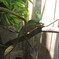 爬虫類展さん３１