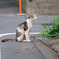 野良猫