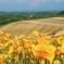 early summer