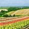 flower world