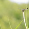 見沼自然公園　団扇蜻蜒
