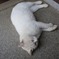 恵林寺で寝ていた猫