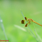 ミヤマアカネ♀