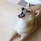 おやつキター━(ﾟ∀ﾟ)━!