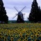 Sunflower Time