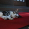 眠り猫
