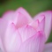 ふんわりハスの花