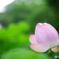 植物園の中にてハスの花