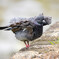 吾輩は鳩である