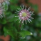 花びら　落花