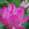 IMGP0885