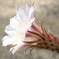 サボテンの花　ピンク