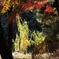 Colors in Nature