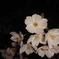 夜桜1