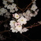夜桜2