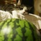 スイカ 猫 扇風機