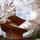 宮島　桜