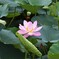 善光寺　蓮の花♫