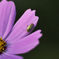 _NIK5245