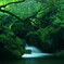 苔むす