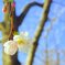 桜２