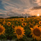 Sunflower of sunset