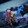 人魚姫との出会い