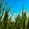 Green grass