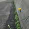 DSC01008
