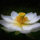 花枯れてなお華になる 