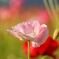 Blooming