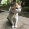 地域猫-4