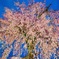 丸山公園の夜桜