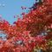 段戸湖の紅葉
