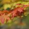 段戸湖の紅葉