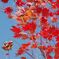 段戸湖の紅葉